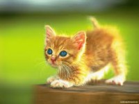 /album/tudo-gatos/gato-9-jpg/